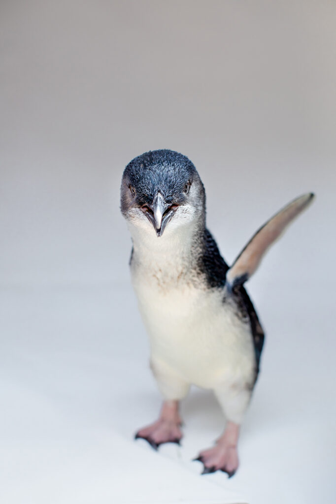 Birch Aquarium -Little Blue Penguins-7