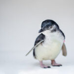 Birch Aquarium -Little Blue Penguins-8