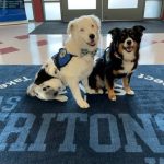 CMS therapy dogs pups