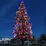 Rotary Park Tree