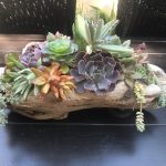 Soroptimist succulent 3