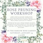 2023 Rose Pruning