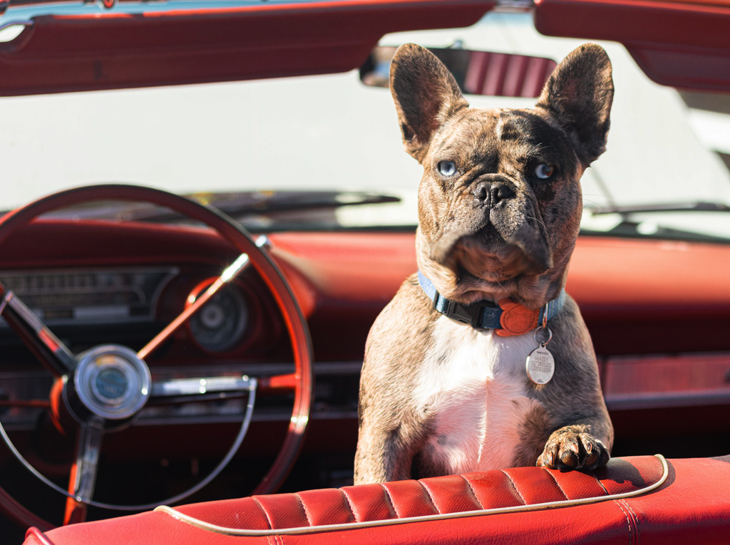 Pet Road Trip Safety Tips