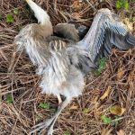 Blue Heron baby and mom