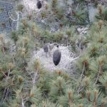 A Bird’s Eye View of Great Blue Herons in Coronado (Treetop Videos)