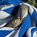 baby blue heron