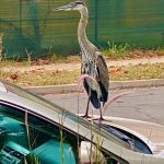 blue heron4