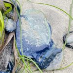 Velella velella