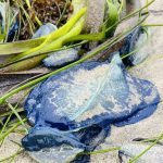 Velella velella