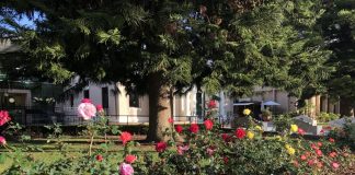 Coronado Public Library roses