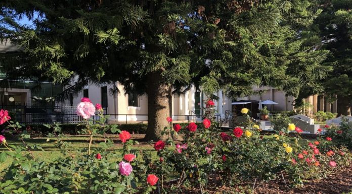 Coronado Public Library roses