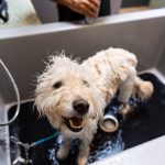 dog in bath at Wag n Tails