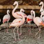 Marriott flamingos