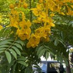 Cassia Gold Medallion Tree