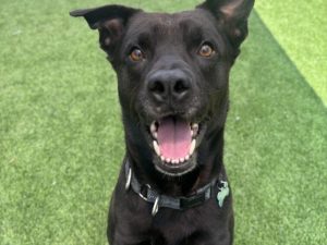 PAWS of Coronado's Joker is up for adoption, a smiling black dog.