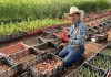 Venegas Family Farms at the Farmers Market