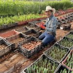 Venegas Family Farms at the Farmers Market