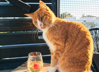 Bridgeworthy: Whiskers & Wine is the Cat’s Meow
