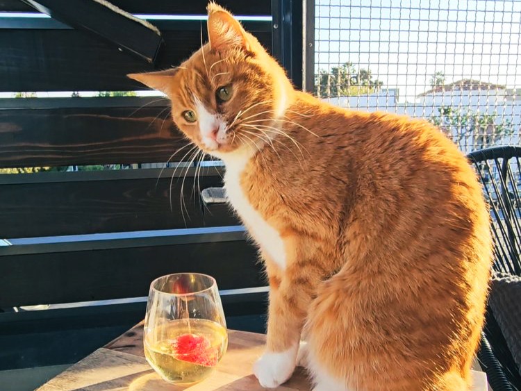 Bridgeworthy: Whiskers & Wine is the Cat's Meow - Coronado Times