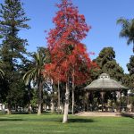 2021-06-26 Gazebo Red tree Spreckels Park