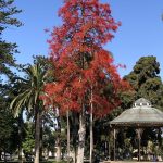 2021-06-26 Gazebo Red tree Spreckels Park