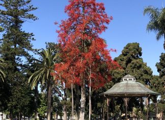 Explore Coronado’s Remarkable Trees on a Guided Walking Tour Spreckels Park gazebo red tree