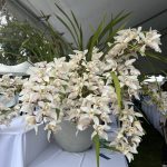 flower show 2025 DS 2