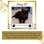 Henry VI cat city manager