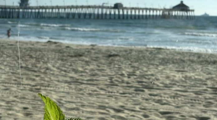 Roppongi and Sammy’s Woodfired Pizza Land on the Sand in Imperial Beach