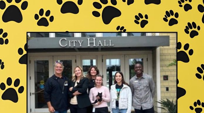 Vote Now for PAWS of Coronado’s Next Cat City Manager