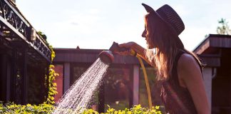 Why San Diego yards deserve more than just sprinklers and sunshine Water Conscious Ways to Take Care of a Yard in San Diego and Coronado