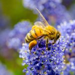 Water-Conscious-Ways-to-Take-Care-of-a-Yard-in-San-Diego-and-Coronado-Native-Wildlife