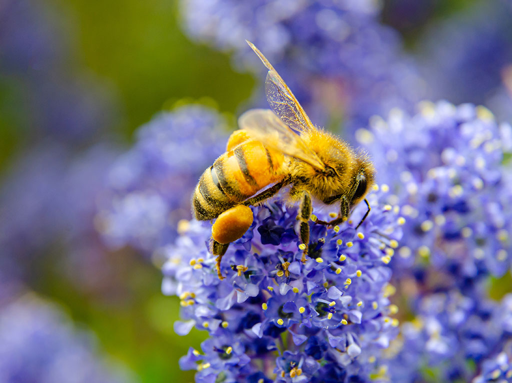 Water Conscious Ways to Take Care of a Yard in San Diego and Coronado Water Conscious Ways to Take Care of a Yard in San Diego and Coronado