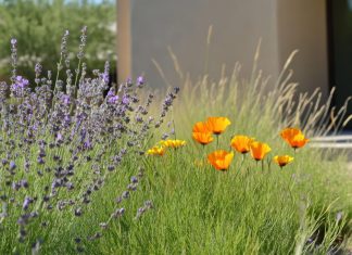 Emerald Keepers to host talk on sustainable landscaping