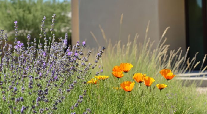 Emerald Keepers to host talk on sustainable landscaping