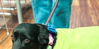 Smiles, fur and florals: Coronado Floral Association hosts crafty collab with PAWS
