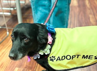 Smiles, fur and florals: Coronado Floral Association hosts crafty collab with PAWS