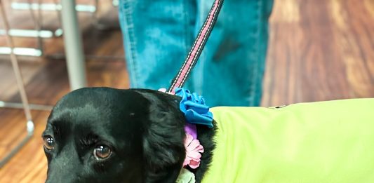 Smiles, fur and florals: Coronado Floral Association hosts crafty collab with PAWS