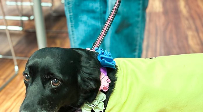Smiles, fur and florals: Coronado Floral Association hosts crafty collab with PAWS