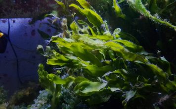 Port receives $200,000 grant to mitigate Caulerpa prolifera algae first discovered in Coronado Cays