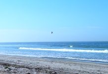 Rare Snowy Plover returns to the wild following rescue and rehabilitation