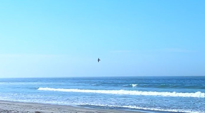 Rare Snowy Plover returns to the wild following rescue and rehabilitation