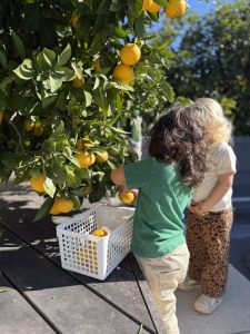 Orange picking during play time.