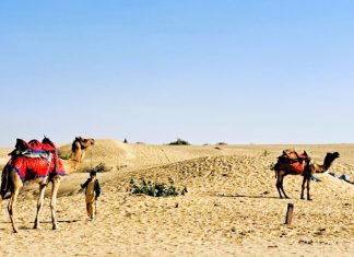 Armchair Travel: “Birds & Wildlife, My Trip through Rajasthan, India”