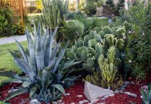 A Diverse Tableau: Gardens of Point Loma and Coronado garden tour to take place March 29