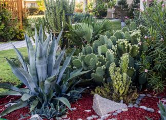 A Diverse Tableau: Gardens of Point Loma and Coronado garden tour to take place March 29