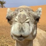 Camel