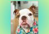 Bowser announces run for animal mayor of Coronado