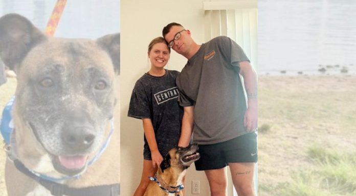 PAWS treats cancer in rescue dog, now living her best life