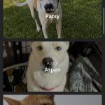 Explore Coronado Pets